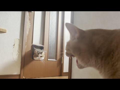積極的に近づこうとするけど絶対シャーって怒られる猫(YouTube)