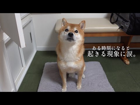 柴犬のこの動きは偶然‥？実家でまたも起きた不思議な現象。(YouTube)