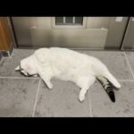玄関でタムろする猫たちに「一段上でくつろげよ」と思う飼い主(YouTube)