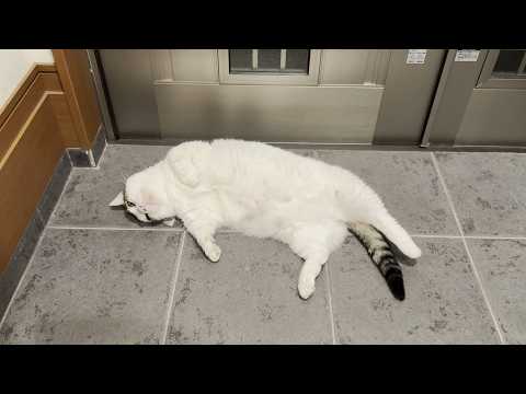 玄関でタムろする猫たちに「一段上でくつろげよ」と思う飼い主(YouTube)