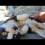 路地裏で寝てた猫をナデナデしたらゴロゴロ喜んで超かわいい！(YouTube)