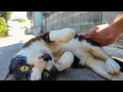 路地裏で寝てた猫をナデナデしたらゴロゴロ喜んで超かわいい！(YouTube)