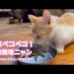 アタチお腹ペコペコ！我慢できないニャ   泥の中からレスキューされたモグ2025 08 08 2(YouTube)