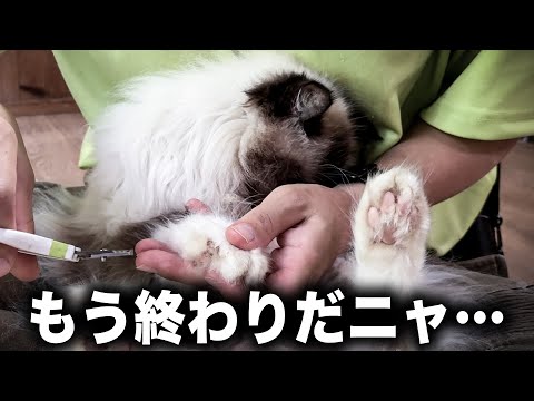 苦手な爪切りで絶望してしまうする猫が可愛すぎるww(YouTube)