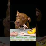 いい音すぎる！ピットブルが骨付き肉を咀嚼する音#shorts(YouTube)