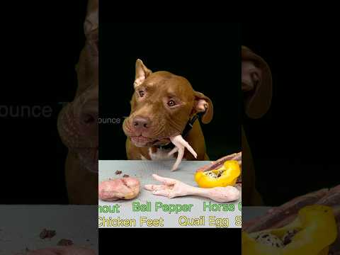 いい音すぎる！ピットブルが骨付き肉を咀嚼する音#shorts(YouTube)