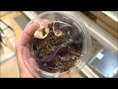 う、産まれてる〜&【8/31近畿レプ販売ニシアフ紹介】(YouTube)