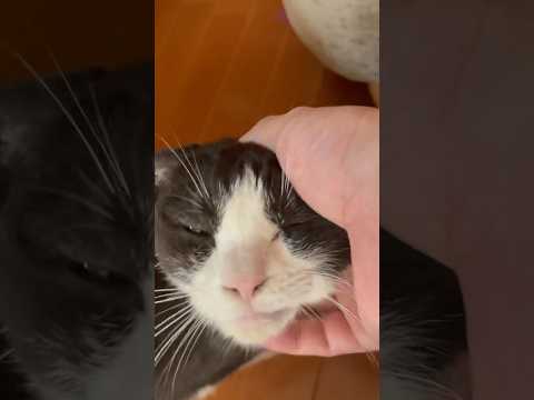 無言ですが、何か？(YouTube)