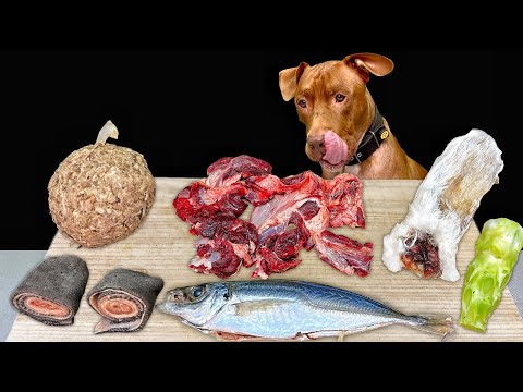 犬のASMR!骨付き肉を食べる咀嚼音がクセになる(YouTube)