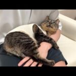 虐められて怪我してた猫を家に連れて帰ったら懐かれすぎて一日中こうなってました…(YouTube)