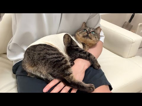 虐められて怪我してた猫を家に連れて帰ったら懐かれすぎて一日中こうなってました…(YouTube)