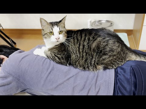 お父さんに乗り続けて7年になる猫(YouTube)