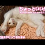 ご心配をおかけしております  アタチちょっと気分いいニャ  泥の中からレスキューされたモグ   2025 08 23 2(YouTube)