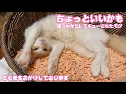 ご心配をおかけしております  アタチちょっと気分いいニャ  泥の中からレスキューされたモグ   2025 08 23 2(YouTube)