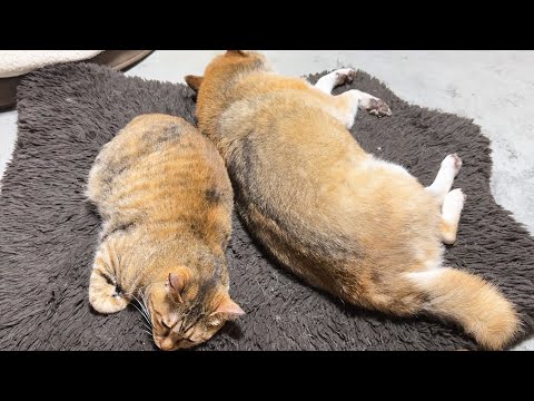 暑い夏はいろんな場所で落ちてる猫たちだけど柴犬の側が一番なようです(YouTube)