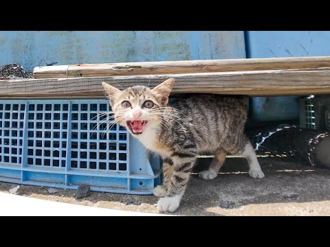 漁港に一人ぼっちの子猫がいたので日陰でちゅーるをやろうとしたら大人猫が次々とやってきてモミクチャにされた(YouTube)