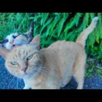 【癒し炸裂】猫島の道路脇で仲良し猫コンビ発見→ナデナデしたら幸せオーラ全開🐾✨(YouTube)
