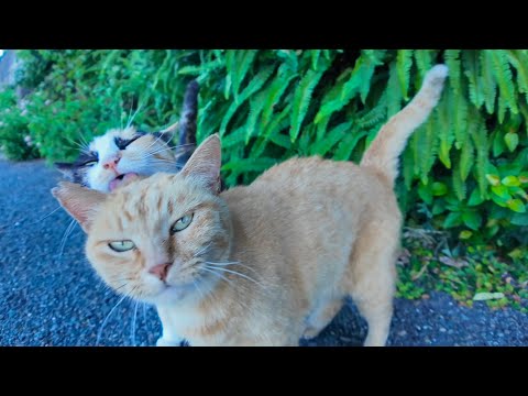【癒し炸裂】猫島の道路脇で仲良し猫コンビ発見→ナデナデしたら幸せオーラ全開🐾✨(YouTube)
