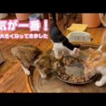 元気が一番！  みんな大きくなってきましたよ～  ムック モグ ヤー ユウ  2025Kittens  2025 08 11 1(YouTube)