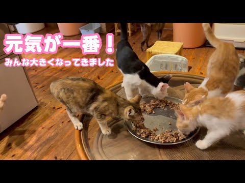 元気が一番！  みんな大きくなってきましたよ～  ムック モグ ヤー ユウ  2025Kittens  2025 08 11 1(YouTube)