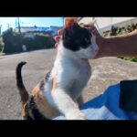 猫島の広場に行ったら可愛い猫たちが一斉に集まってきた！(YouTube)