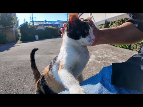 猫島の広場に行ったら可愛い猫たちが一斉に集まってきた！(YouTube)