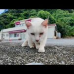 警戒心MAXの白猫ちゃん、ちゅーるに負けて恐る恐る近づいてきた瞬間🐾(YouTube)