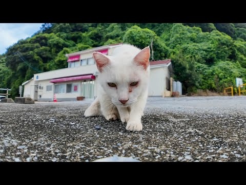 警戒心MAXの白猫ちゃん、ちゅーるに負けて恐る恐る近づいてきた瞬間🐾(YouTube)