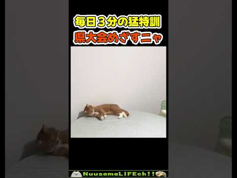 絶対に打ち返してくれる猫😂 【卓球ネコ】#猫 #cat(YouTube)