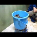 スマトラトラの体重測定：上野動物園(YouTube)