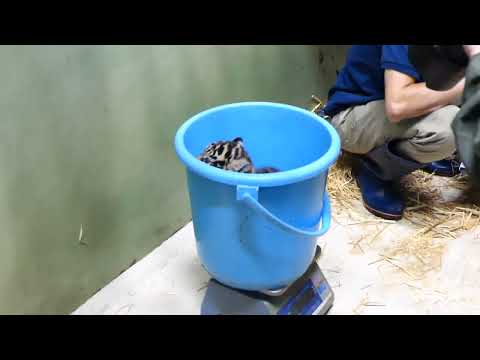 スマトラトラの体重測定：上野動物園(YouTube)