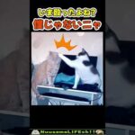 とぼけ方が堂々すぎる猫😂 【理不尽ネコ】#猫(YouTube)