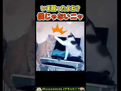 とぼけ方が堂々すぎる猫😂 【理不尽ネコ】#猫(YouTube)