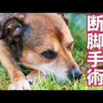 【骨肉腫と戦う超大型保護犬】断脚手術(YouTube)