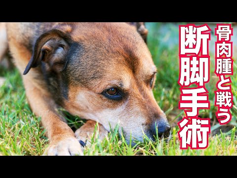 【骨肉腫と戦う超大型保護犬】断脚手術(YouTube)