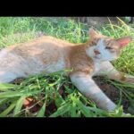 人懐っこい茶シロ猫がセミに負けない大きなゴロゴロ音を聴かせてくれた(YouTube)