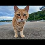 【尊すぎ注意】漁港の猫ちゃん、ナデナデで幸せゴロンゴロン発動！(YouTube)