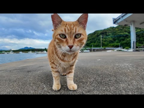 【尊すぎ注意】漁港の猫ちゃん、ナデナデで幸せゴロンゴロン発動！(YouTube)