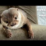こんなカワウソ見たことない！コタローの人間っぽすぎる瞬間　Kotaro the Otter Has the Most Expressive Face Ever(YouTube)