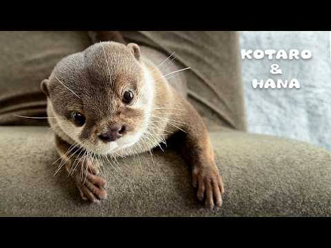 こんなカワウソ見たことない！コタローの人間っぽすぎる瞬間　Kotaro the Otter Has the Most Expressive Face Ever(YouTube)