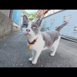 島の路地裏で実写版ドラえもんみたいな猫に出会った(YouTube)