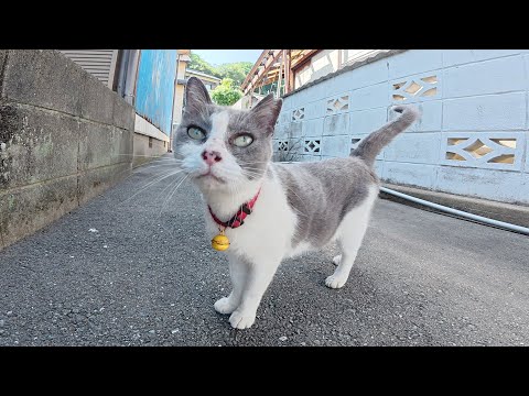島の路地裏で実写版ドラえもんみたいな猫に出会った(YouTube)