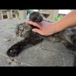 長毛のキジトラ猫ちゃんがモコモコの毛並みを触らせてくれた(YouTube)