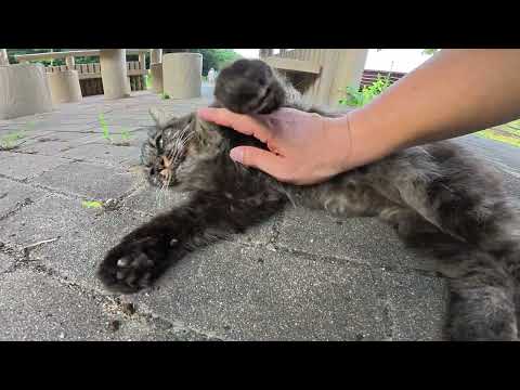長毛のキジトラ猫ちゃんがモコモコの毛並みを触らせてくれた(YouTube)