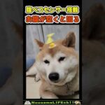 腹ペコセンサー搭載型の柴犬😂【腹ペコ犬】 #犬(YouTube)