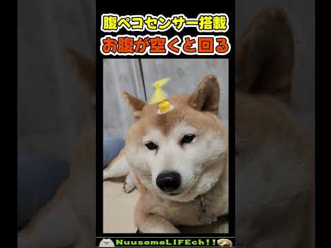 腹ペコセンサー搭載型の柴犬😂【腹ペコ犬】 #犬(YouTube)