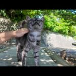 猫島の道路脇の無料猫カフェ、最初はグレーの猫一人だったけど後からハチワレとキジトラが応援に駆けつけた(YouTube)