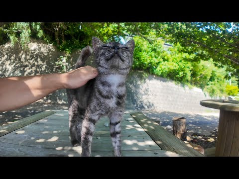 猫島の道路脇の無料猫カフェ、最初はグレーの猫一人だったけど後からハチワレとキジトラが応援に駆けつけた(YouTube)