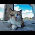 漁港の日陰でまったり休む猫たちをナデナデしてきた！癒されすぎる🐾(YouTube)