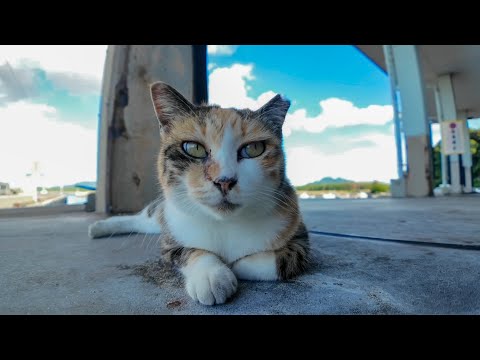 漁港の日陰でまったり休む猫たちをナデナデしてきた！癒されすぎる🐾(YouTube)